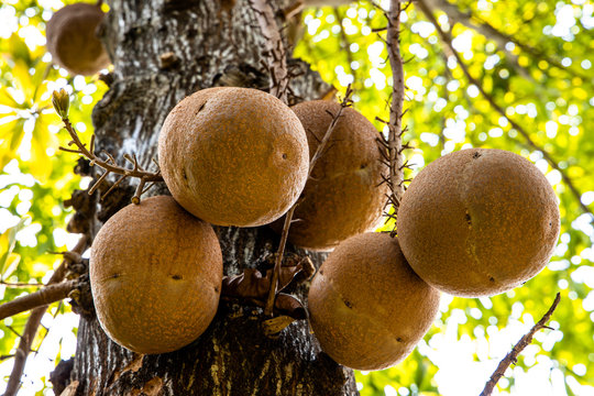 Close-up of Cannonball fruits with spherical shape and woody shell hanging from the tree trunk with leafy green background. Couroupita guianensis aubl.
