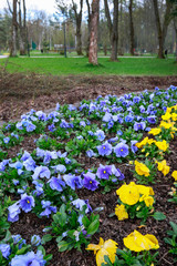 Flower bed with pansy flowers in city park.