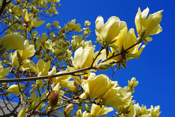 Yellow magnolia flower on a tree in Spring © eqroy