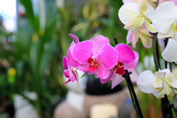Phalaenopsis Orchid pink flowers in the store. Flowering plant, floral background. Beautiful flowers at greenhouse. Flower shop, market. Potted Orchid