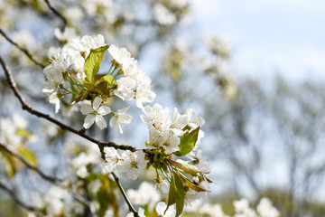 Springtime, cherry tree blossom