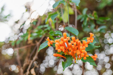 Orange honeysuckle flowers  blooming with bokeh background.