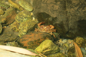 frog in water