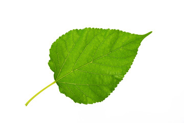 Obraz premium Liść morwy na izolowanie białym tle