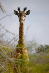 Żyrafa w Afrykańskim buszu - obrazy, fototapety, plakaty
