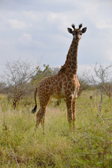 Naklejka na ściany i meble Żyrafa w Afryce
