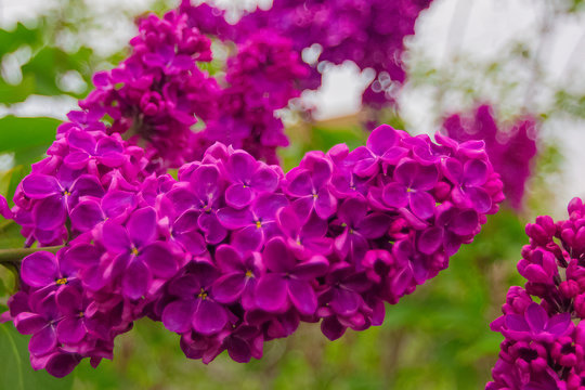 Maroon lilac flowers..