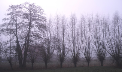 Fototapeta na wymiar Trees in a row on a misty morning. Fear-inspired.