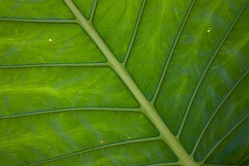 Close-up of dark green Elephant Ear plant leaf with vein. Colocasia esculenta. Green leaf background.
