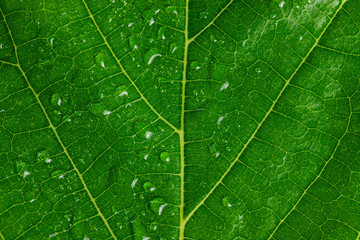 Natural green leaf and drops of water, texture background