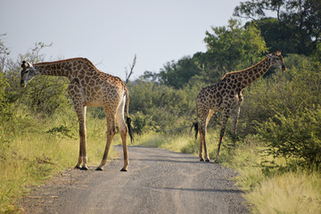 Żyrafy w Afrykańskim buszu - obrazy, fototapety, plakaty