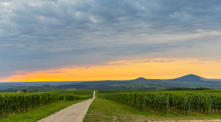 Obraz premium Vineyards near Villany, Baranya, Southern Hungary