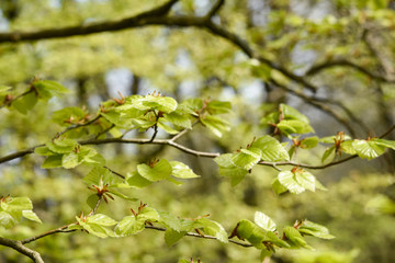 Springtime beech leaves