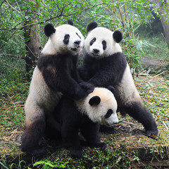 Three giant panda bears playing together