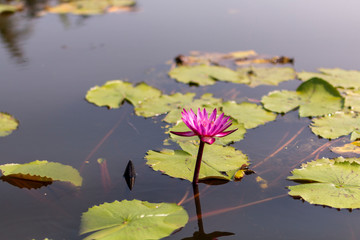 Pink/white water lily flowers and leaves in a pond. Lotus flower in pond. Blossom pink lotus flowers in pond in sunrise.