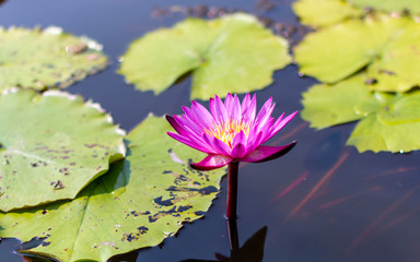 Pink/white water lily flowers and leaves in a pond. Lotus flower in pond. Blossom pink lotus...
