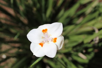 Obraz premium orchides