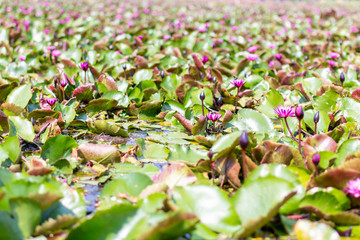Obraz na płótnie Canvas Pink/white water lily flowers and leaves in a pond. Lotus flower in pond. Blossom pink lotus flowers in pond in sunrise.