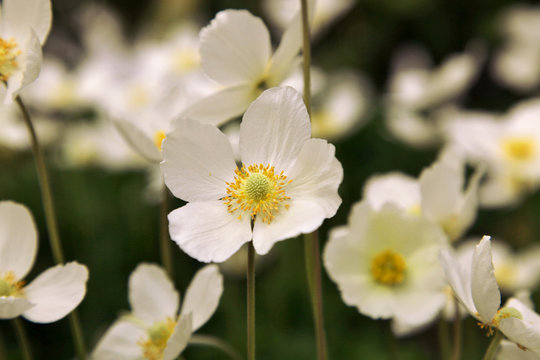 white Japanese anemone plant, hybrida Whirlwind. Ranunculaceae. windflower Anemone, herbaceous perennial