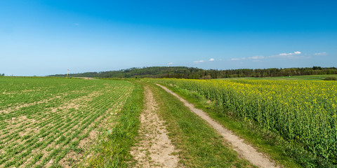 Fototapeta na wymiar springtime rural scenery with oilseed rape, field, small hill with communication tower, dirt road and blue sky