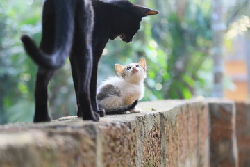 squirrel in the park