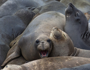 The northern elephant seal (Mirounga angustirostris) is one of two species of elephant seal (the other is the southern elephant seal). on the coast of California, the Big Sur