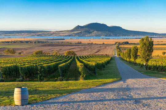 Autumn vineyards under Palava near Sonberk, South Moravia, Czech Republic