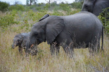 Rodzina słoni wędrująca w stadzie, Południowa Afryka (RPA) - obrazy, fototapety, plakaty