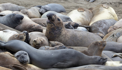 The northern elephant seal (Mirounga angustirostris) is one of two species of elephant seal (the other is the southern elephant seal). on the coast of California, the Big Sur