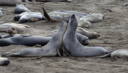 The northern elephant seal (Mirounga angustirostris) is one of two species of elephant seal (the other is the southern elephant seal). on the coast of California, the Big Sur