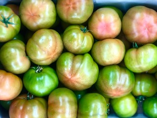 green and red round tomatoes 