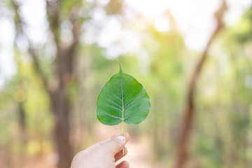 Hand holding green peepal leaf nature background