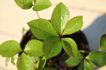 ciemiernik wschodni Helleborus orientalis © Perovskia