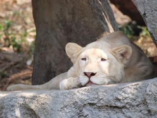 Naklejka premium OLYMPUS DIGITAL CAMERA