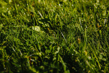 drops of dew on a green grass. mowed lawn