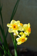 Obraz premium Yellow and orange narcissus daffodil flowers growing in the garden
