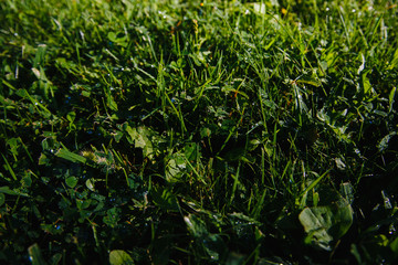 drops of dew on a green grass. mowed lawn