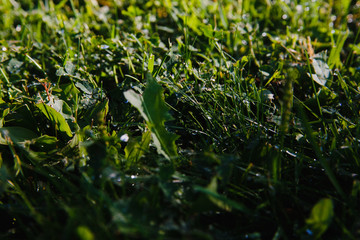 drops of dew on a green grass. mowed lawn