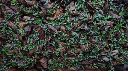 Dry, expressive, textural alder leaves of gray-brown tones and dry green lupine leaves, laid out tightly and creating a beautiful textural, natural background.