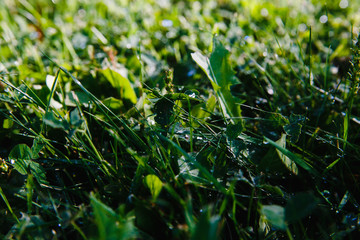 drops of dew on a green grass. mowed lawn