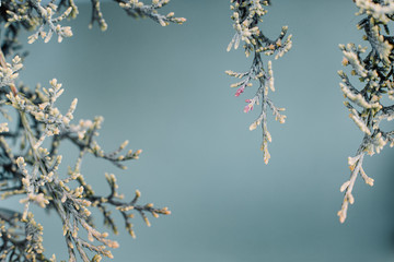 Summer background greens on a bright background