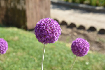 Fototapeta premium Ail violet au jardin au printemps