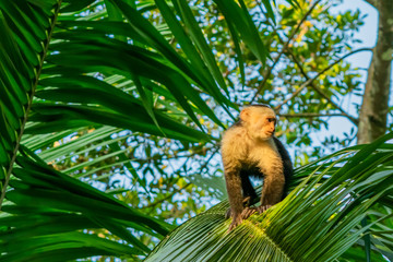 Capuchin Monkey Hanging on Jungle Branches and Palm Trees