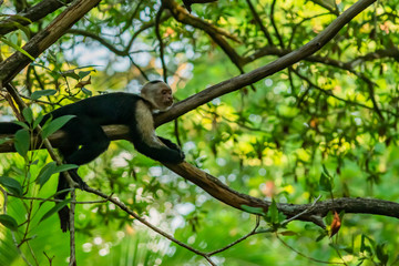 Capuchin Monkey Hanging on Jungle Branches and Palm Trees