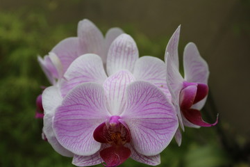 orchides