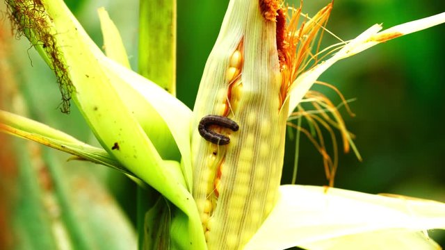 Fall armyworm can be one of the more difficult insect pests to control in field corn.