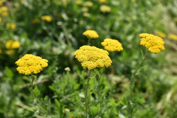 Achillea millefolium jaune au jardin