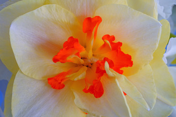 Fototapeta na wymiar Close-up of the corolla of a yellow daffodil flower