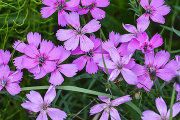 Background of wild carnations.