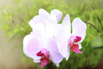 orchides